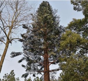 Polygonale Bionic tour de cellules arbre pin