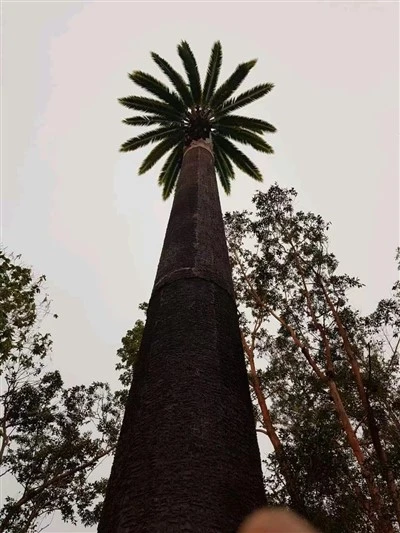Arbre bionique artificiel de Polonais en acier pour la tour et le paysage camouflés de télécommunications